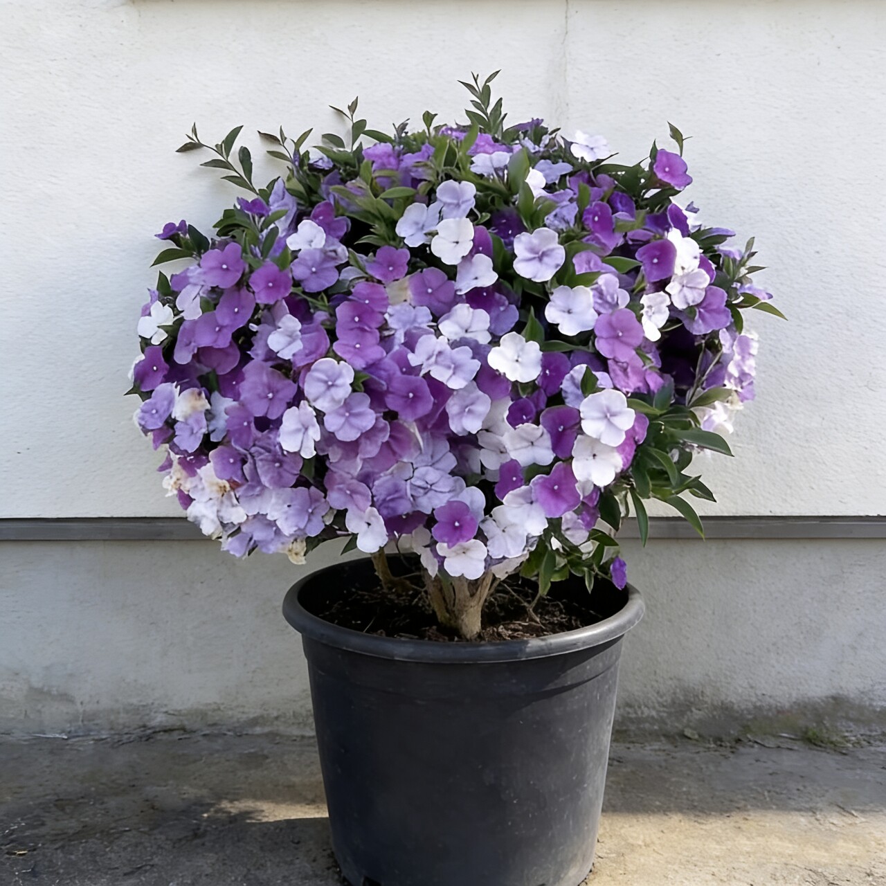 双色茉莉盆栽 鸳鸯茉莉花 阳台室内外盆栽庭院 芳香浓香花卉好养