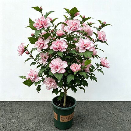 大花重瓣木槿花薄荷冰沙耐寒耐热多年生庭院花园阳台丰花植物盆栽