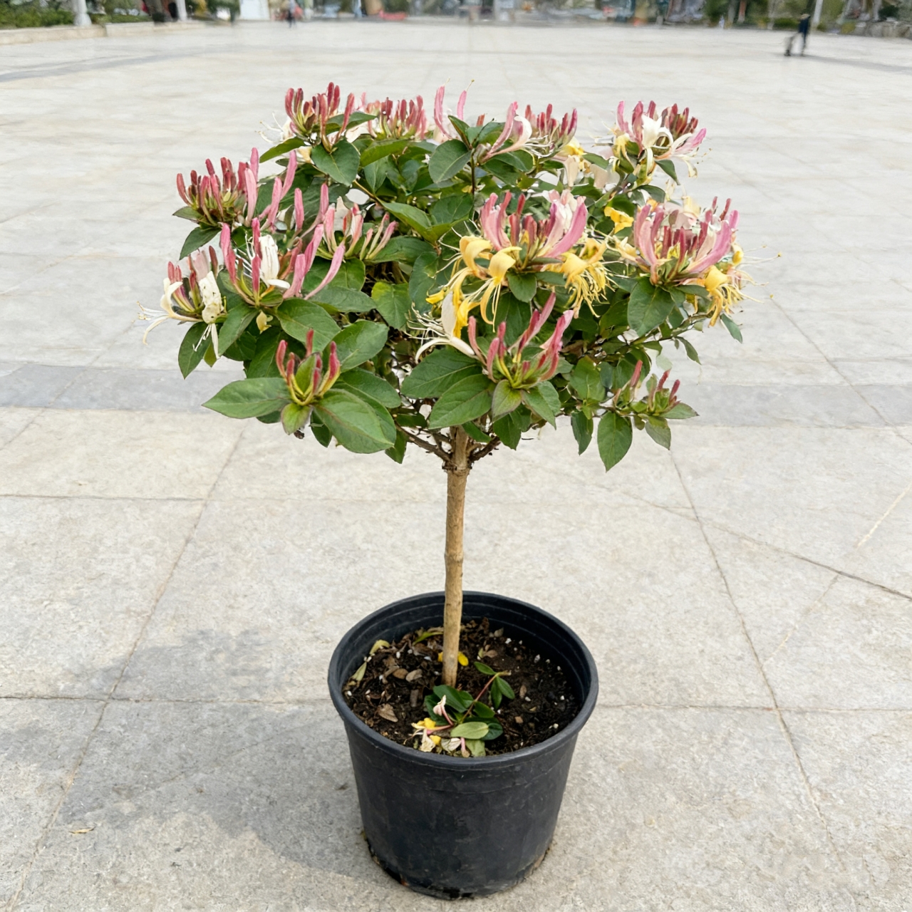 可食用红金银花树苗浓香多季开花卉盆栽阳台庭院爬藤耐寒植物老桩