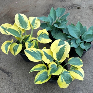 秋霜玉簪花苗庭院花坛花镜植物耐寒耐热好养多年生宿根地栽盆栽