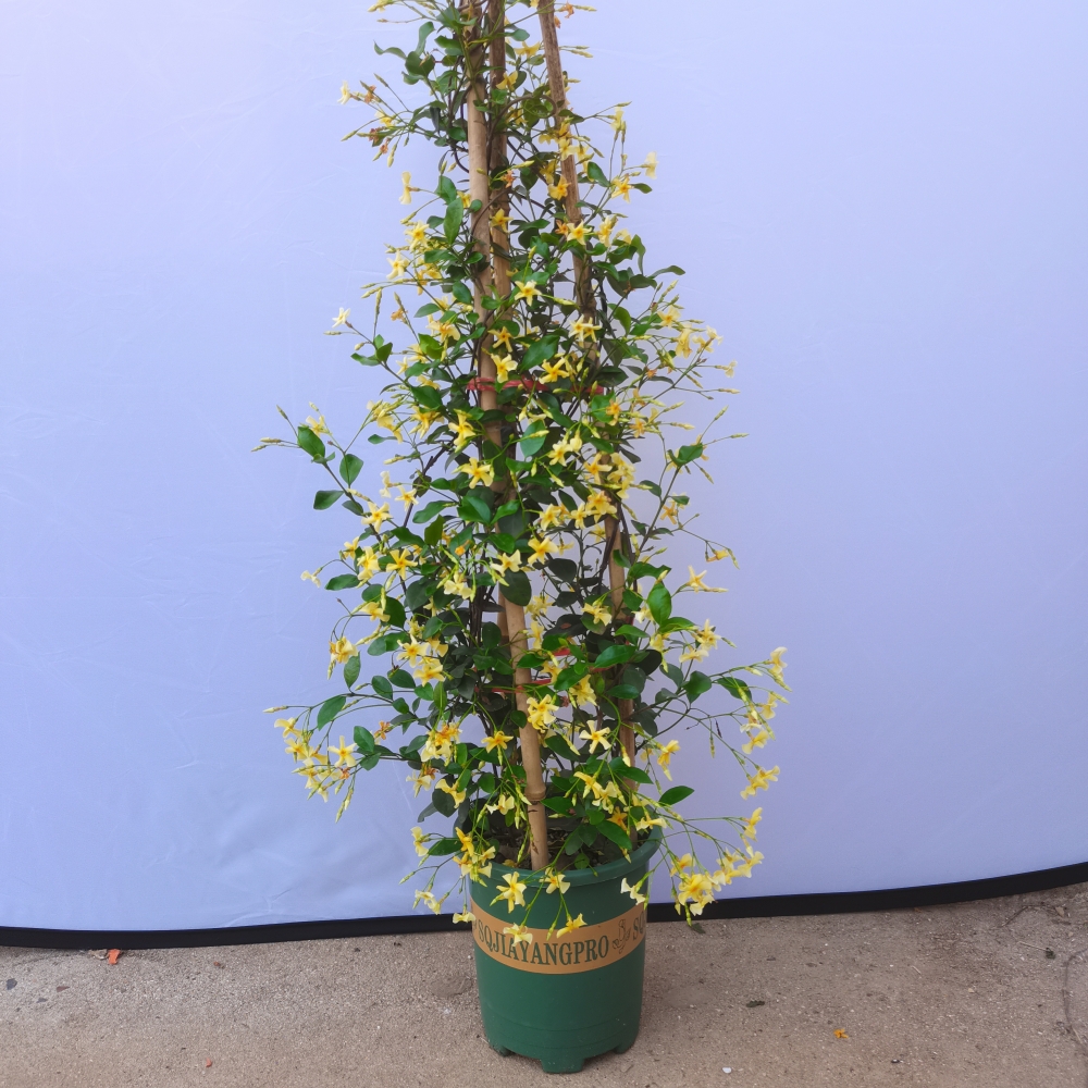 风车茉莉花苗庭院爬藤植物室内阳台盆栽四季常青耐寒耐晒开花香