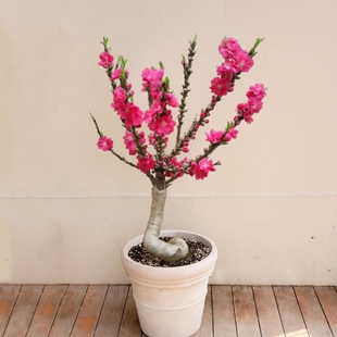 重瓣桃花盆栽寿星桃招桃花耐寒观赏花卉阳台植物盆景老桩带花苞