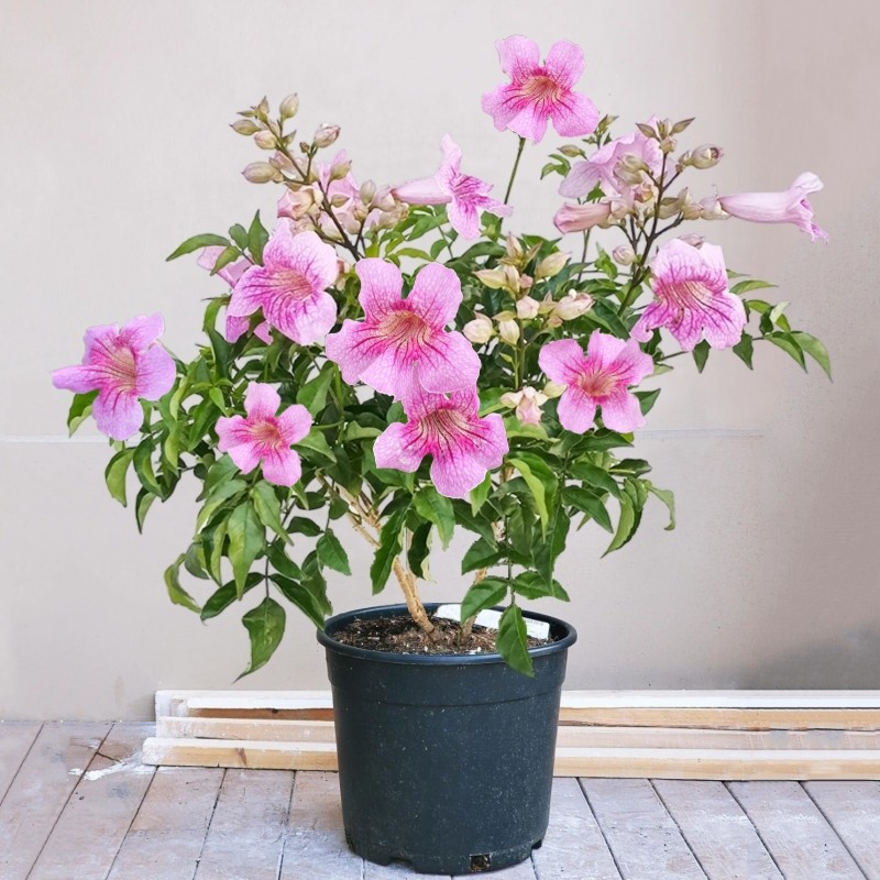 粉色爬藤植物老桩好养凌霄花苗图片