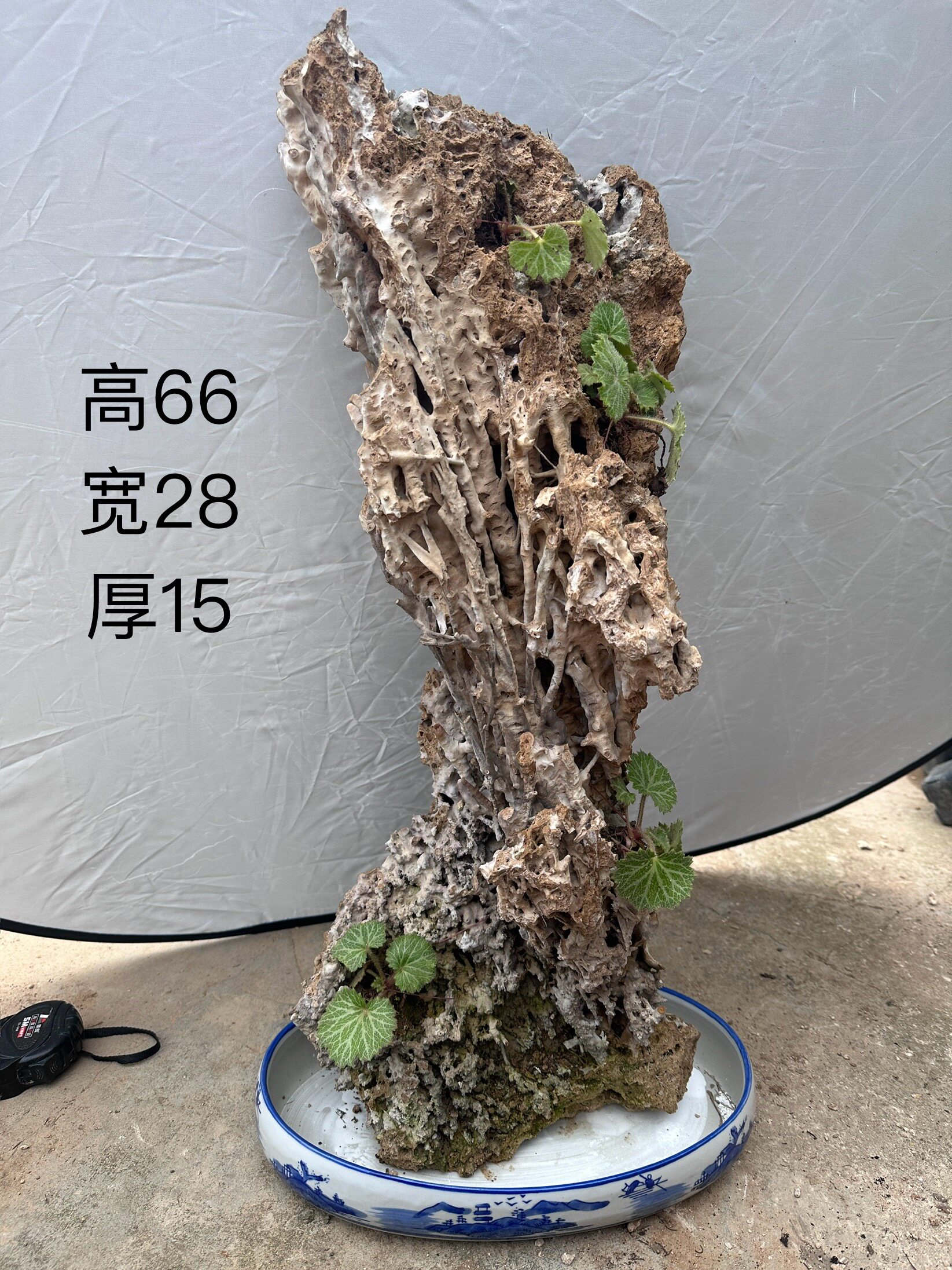 天然芦管石上水石石钟乳石原石大型盆景吸水纯天然山水园林组合