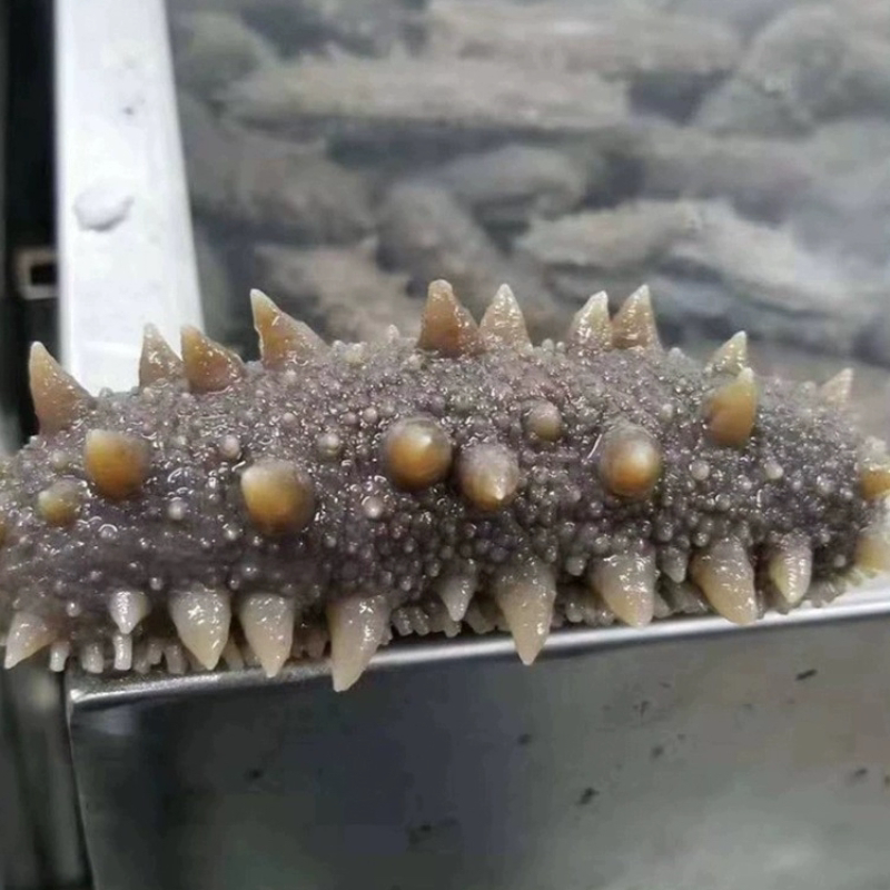海参大连辽参深海海鲜水产品鲜食海参即食食用500g5-7只海参包邮