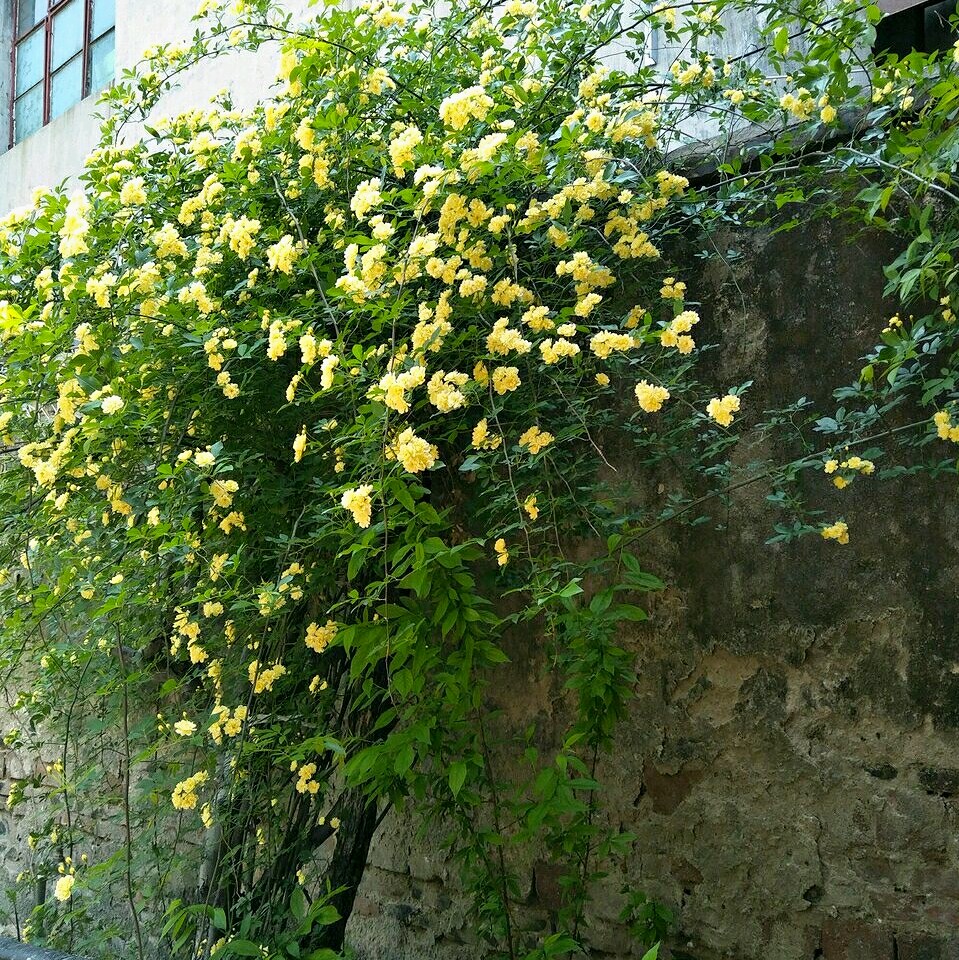 花卉木香花苗 七里香庭院绿植绿化盆栽地栽植物 香气逼人攀缘花卉在类目 鲜花速递/花卉仿真/绿植园艺, 花卉/绿植盆栽（新）, 绿植中 - 来自Buy2taobao.com提供专业的淘宝代购服务