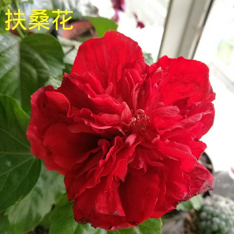扶桑花朱瑾盆栽观花盆景大红花绿植阳台绿色植物花卉四季花草开花在类目 鲜花速递/花卉仿真/绿植园艺, 花卉/绿植盆栽（新）, 绿植中 - 来自Buy2taobao.com提供专业的淘宝代购服务