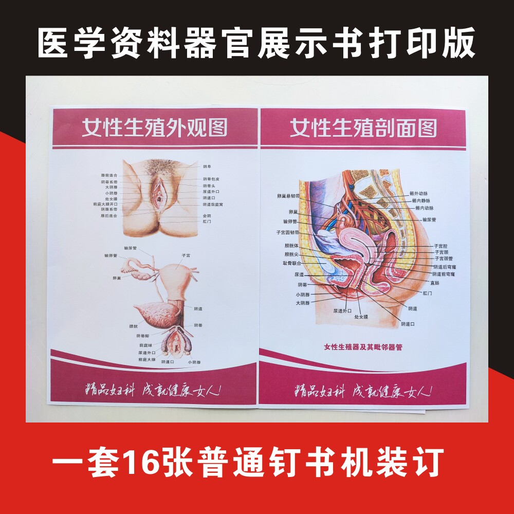 医学院资料图书医用挂图墙贴妇科知识女性身体乳房生殖系统图海报
