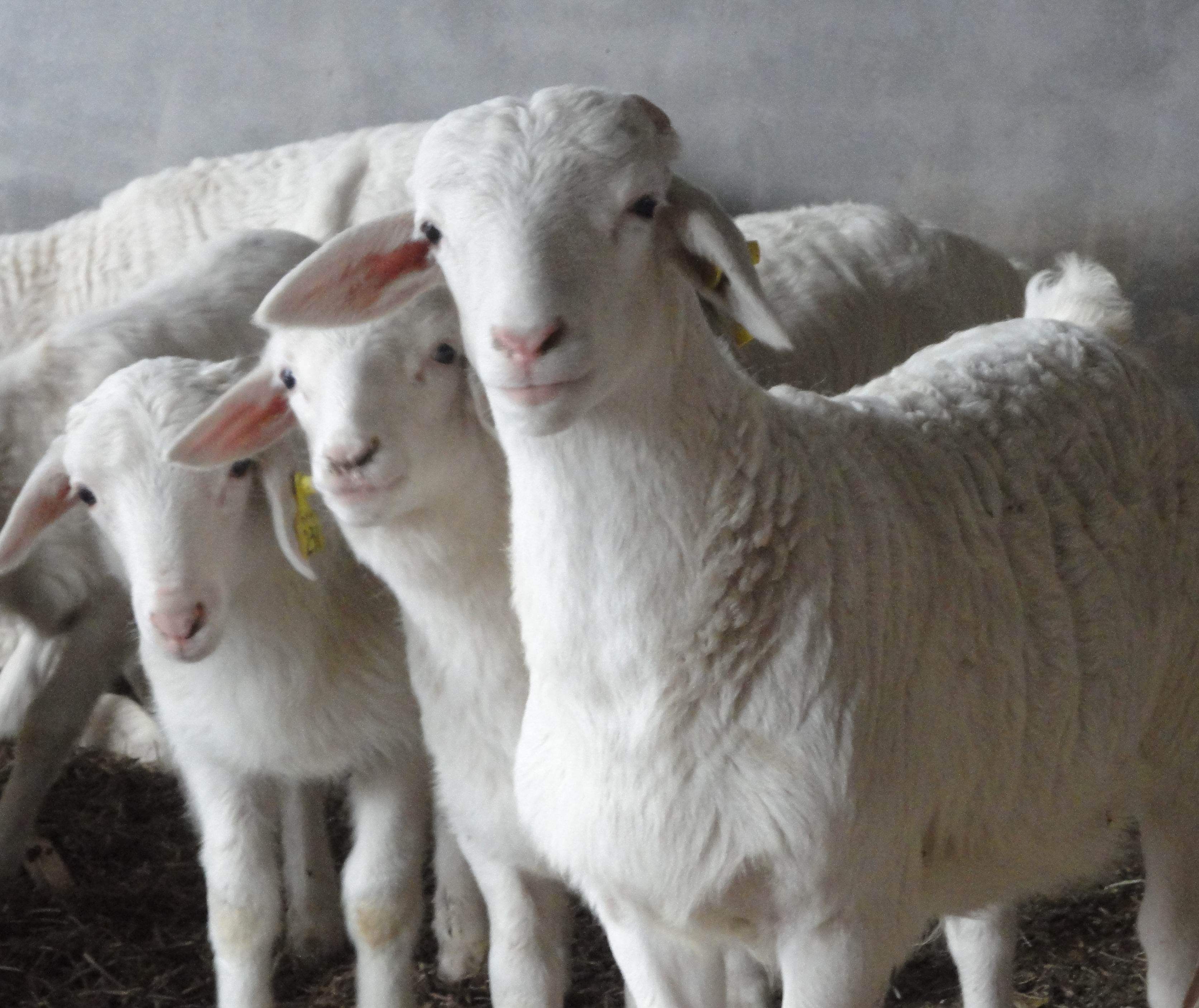 小尾寒羊成年货梯种公羊活羊小羊羔小尾寒羊种羊纯种怀孕母羊包邮