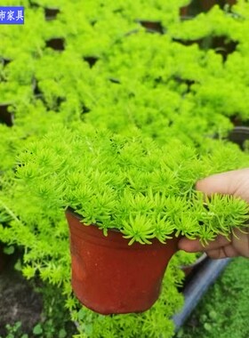 四川绿植销售花园地被植物佛甲草景观设计绿植搭配四季金黄色好养