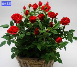 成都同城绿植速递情人节玫瑰花盆栽礼物送朋友送客户鲜花盆栽