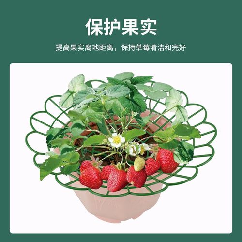 家庭种植草莓支架地插款托架
