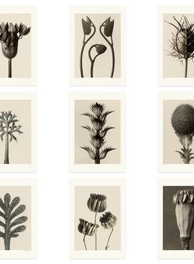 进口荷兰PSTR Studio*Karl Blossfeldt 复古植物摄影原版装饰画