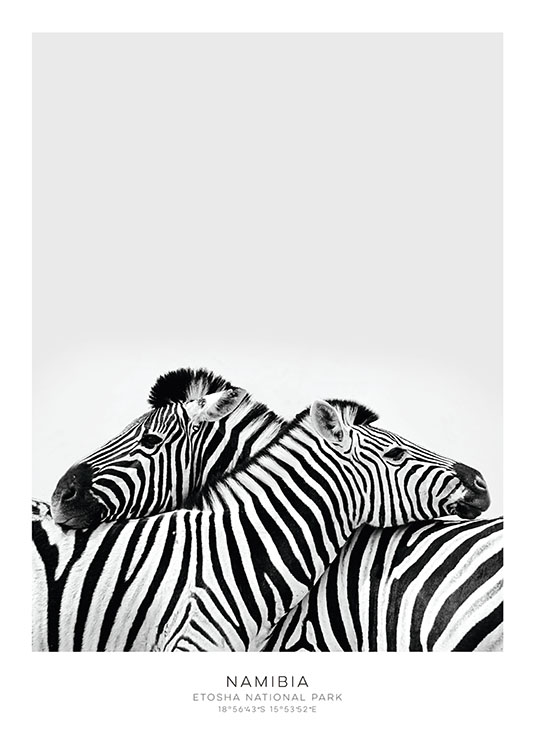 liveart|正版|zebra poster 黑白动物斑马海报画芯 北欧 装饰画图片