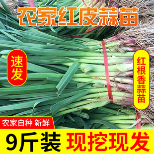 苏北红皮蒜苗新鲜大蒜苗9斤红根大蒜青蒜苗当季蔬菜现挖农家菜