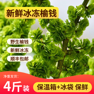 2025新鲜冰冻榆钱速冻榆钱子野菜窝窝头速冻蔬菜蒸菜顺丰包邮