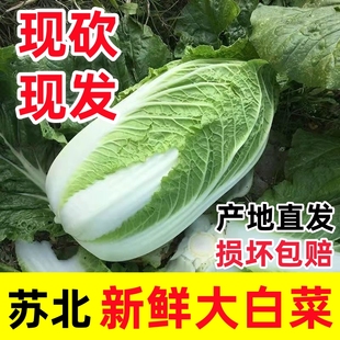 新鲜大白菜新鲜蔬菜农家自种露天现挖白菜5斤包邮酸菜原料