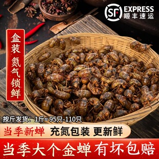 2026新鲜金蝉知了猴唐僧肉结了龟爬叉猴新货氮气锁鲜顺丰包邮