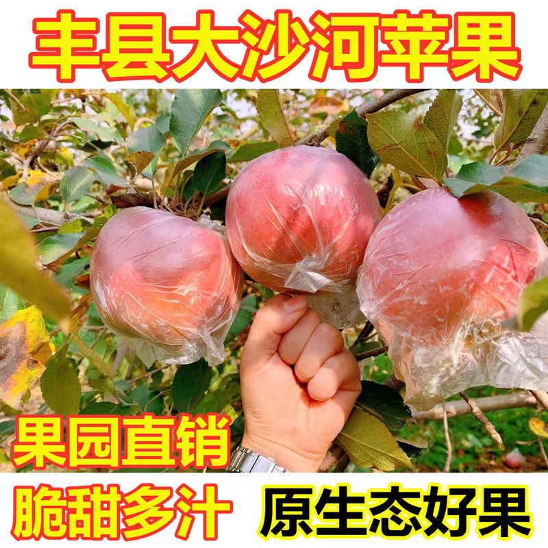 新鲜红富士苹果现摘丰县大沙河