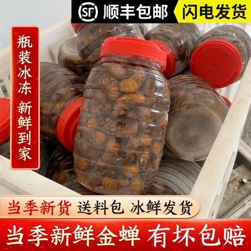 【顺丰】新鲜金蝉知了猴爬叉新鲜