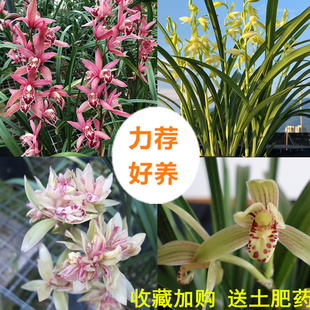 台北小姐小桃红矮种宽叶兰花浓香型黄金彩虹盆栽植物春兰室内好养