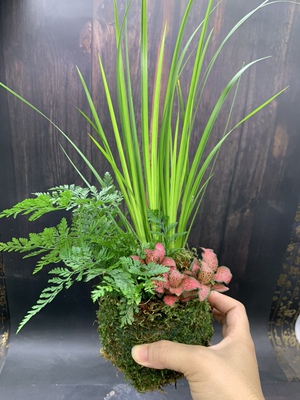 苔藓球小花叶络石网纹草狼尾蕨组合三生有幸室内窗台好养水培植物