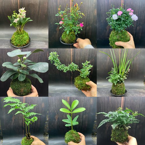 野草苔藓球桌面苔藓球水培蕨类