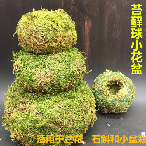 日式苔藓球个性创意花盆植物