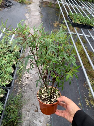 苔藓球芳香万寿菊驱蚊驱虫糖果汽水味喜阳阳台好养小盆栽