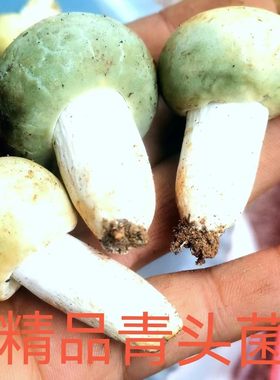 青头菌云南野生菌现摘青冈菌绿豆菌红菇野生菌子蘑菇骨朵新鲜现摘