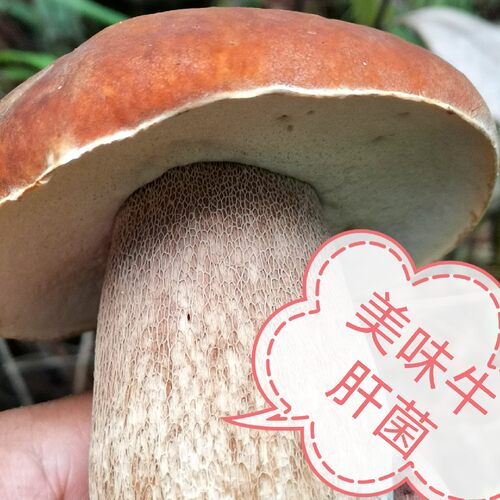 云南楚雄新鲜野生菌食用农产品美味牛肝菌空运冷链极速发货包邮。