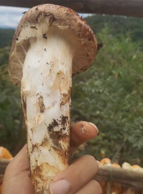 2023云南楚雄香格里拉新鲜纯野生松茸特产一级菌子蘑菇高山雪山。