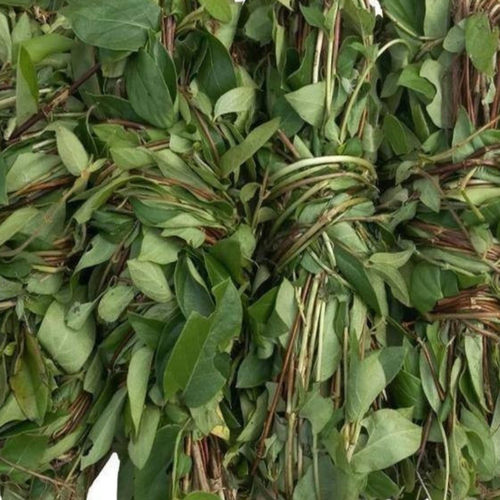 新鲜忍冬藤金银花宝宝泡澡