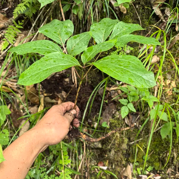 秦岭黑皮白芍切片无硫三白汤原料生白芍白术紫色赤芍整颗500g包邮