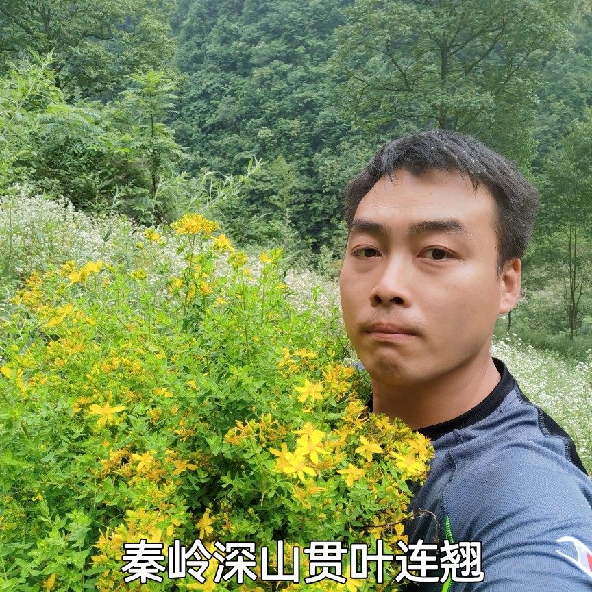 秦岭贯叶连翘圣约翰草贯叶金丝桃过路黄大小对叶草赶山鞭500g包邮