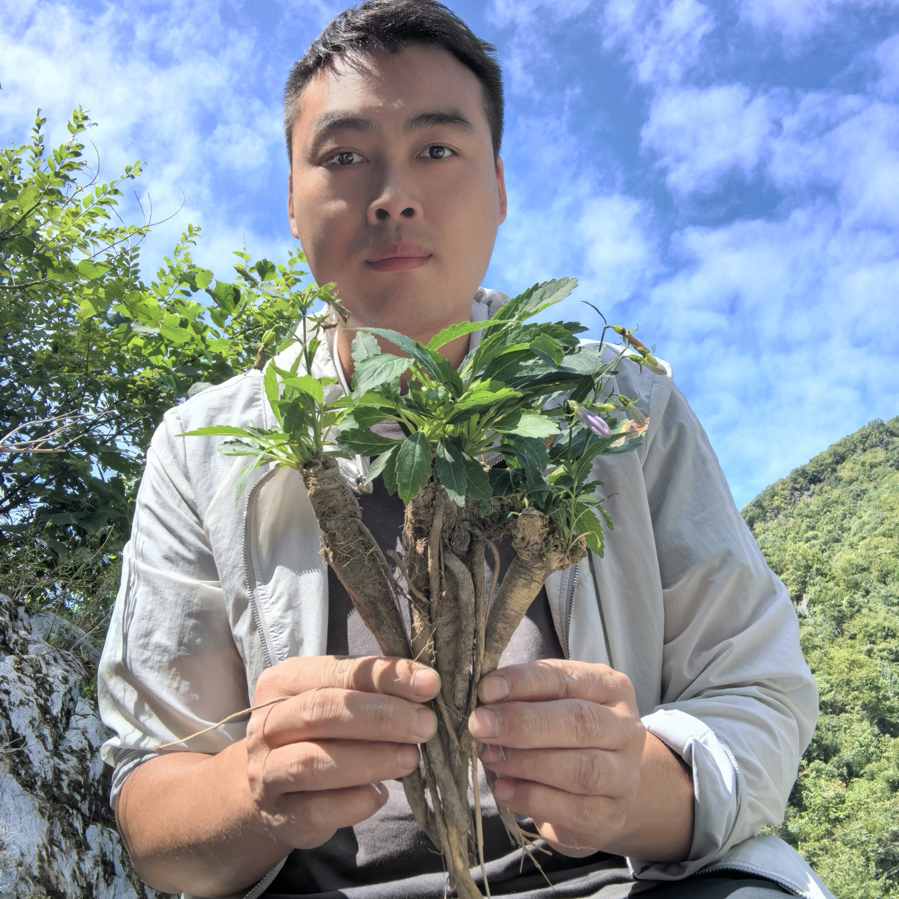 秦岭深山新鲜中华北沙参知母白参羊婆奶灵儿参泡参晒干无硫包邮
