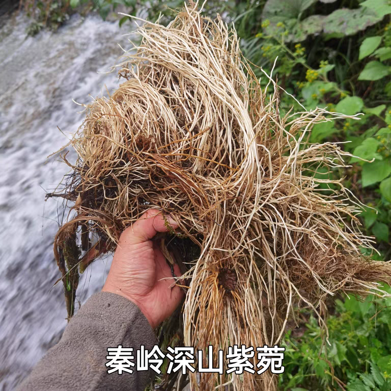 秦岭深山葫芦七大救驾荷叶七马蹄土紫菀硬紫菀蹄叶山紫菀500g包邮