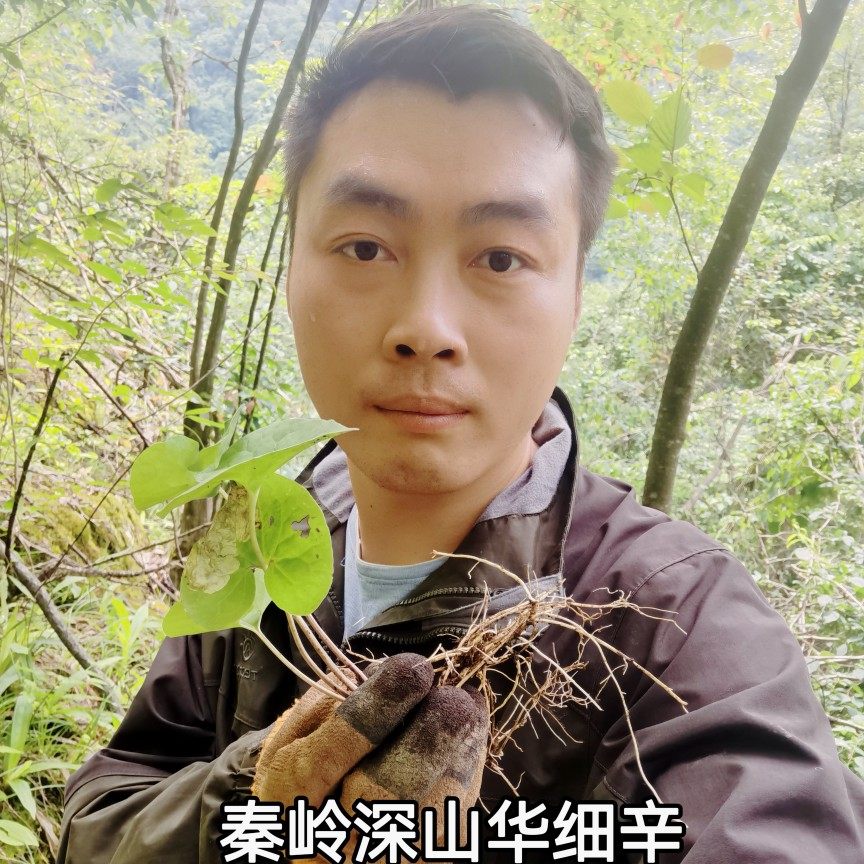 秦岭深山华细辛根整颗新鲜干货无硫土马蹄北非辽细心煲汤250g包邮