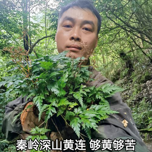 秦岭深山川黄连纯根100g单支晒干无硫鸡爪黄连整颗包邮另有黄连草