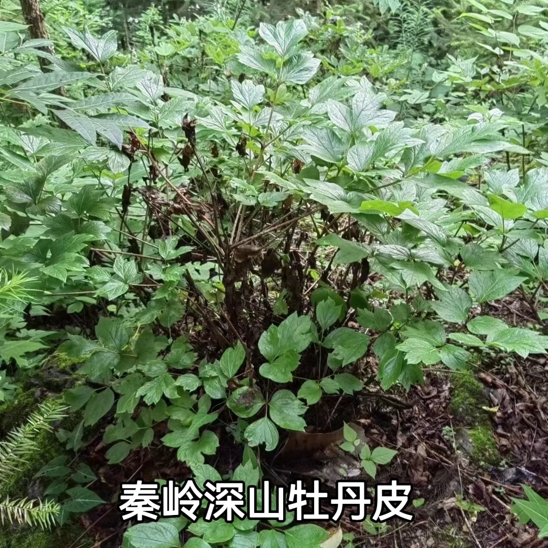 秦岭山区新鲜牡丹根皮晒干无硫无硫手工抽芯粉连丹皮非刮丹皮500g