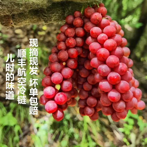 秦岭南五味子新鲜五味子秤砣泡酒泡茶顺丰冷链2斤2026年现摘现发
