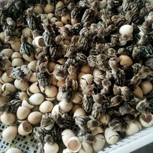 鹧鸪石鸡嘎啦鸡种蛋受精蛋可孵化小鸡