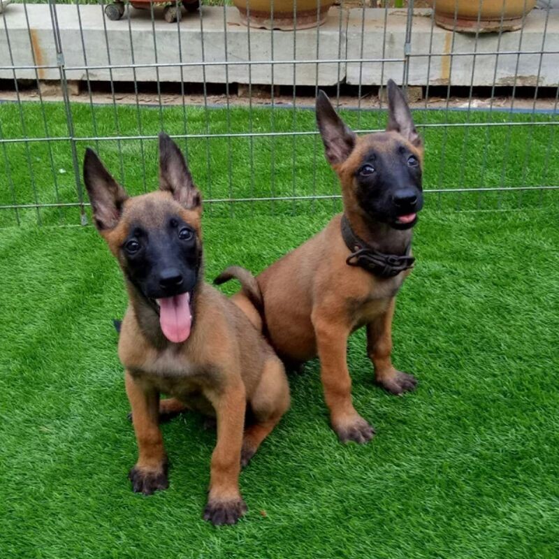 马犬幼犬纯种活体军犬警犬幼崽黑黄爆红马犬看家护院大型犬小狼狗