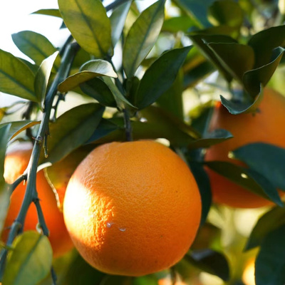 正宗赣南脐橙精品脐橙果园直供现摘现发整箱包邮新鲜下树香甜脐橙