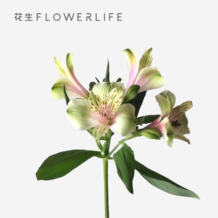 香水百合鲜花束玫瑰花材云南昆明基地直发向日葵水养直批速递同城