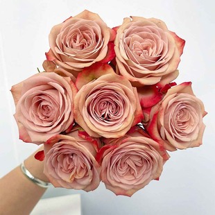 玫瑰卡布奇诺云南昆明基地直发鲜花新鲜曼塔水养花生日情人节花束