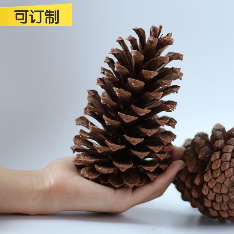 天然大松果美国湿地松 zakka天然松塔干果乡村家饰圣诞用品超大号