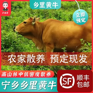 乡里土牛肉农家土牛肉牛腱子牛腩牛排骨牛腿肉老品种散称专拍新鲜