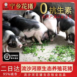 宁乡花猪前腿肉五花肉猪排骨筒子骨梅花肉猪脚农家散养顺丰包邮