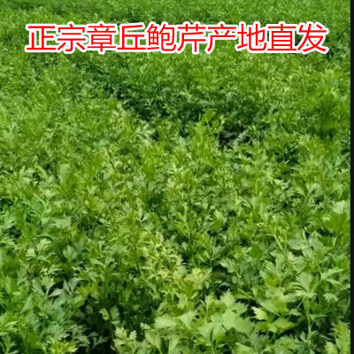 正宗章丘鮑芹新鲜蔬菜天然种植水果芹菜山东